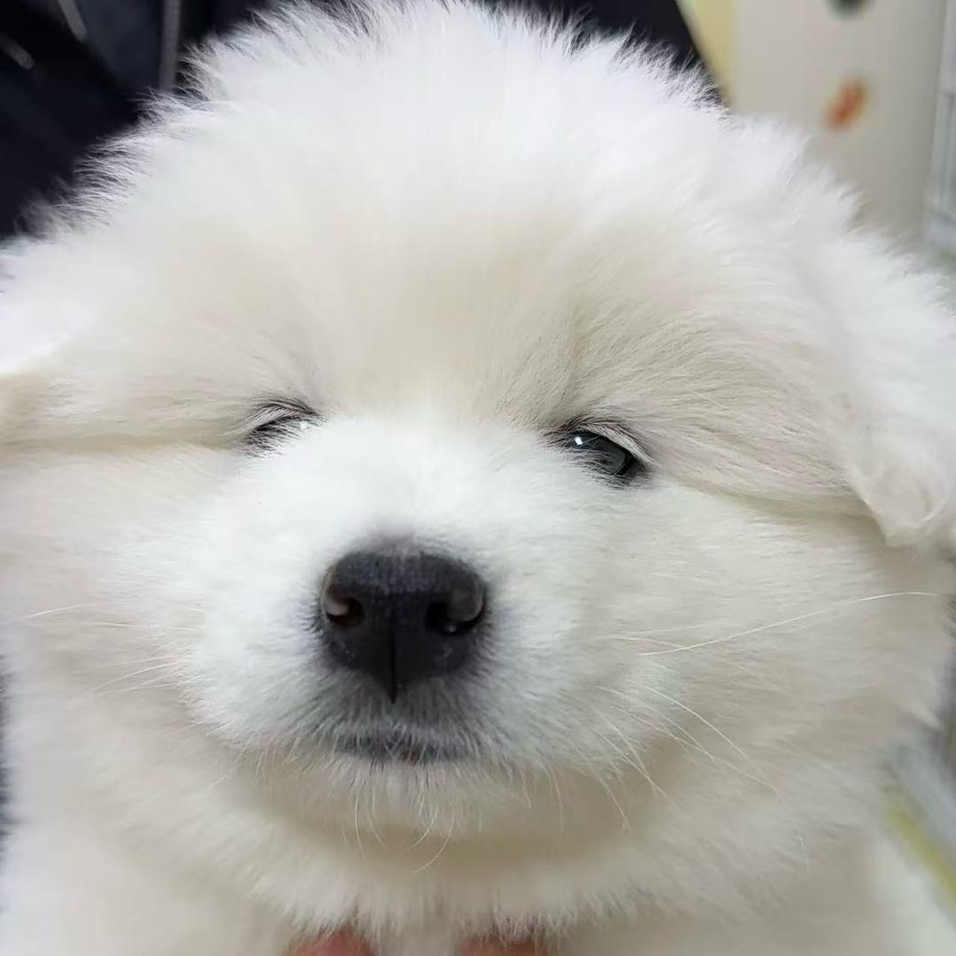 莫离