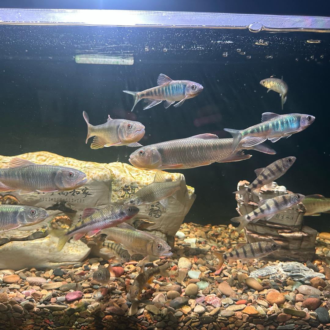 半缸溪水半缸梦