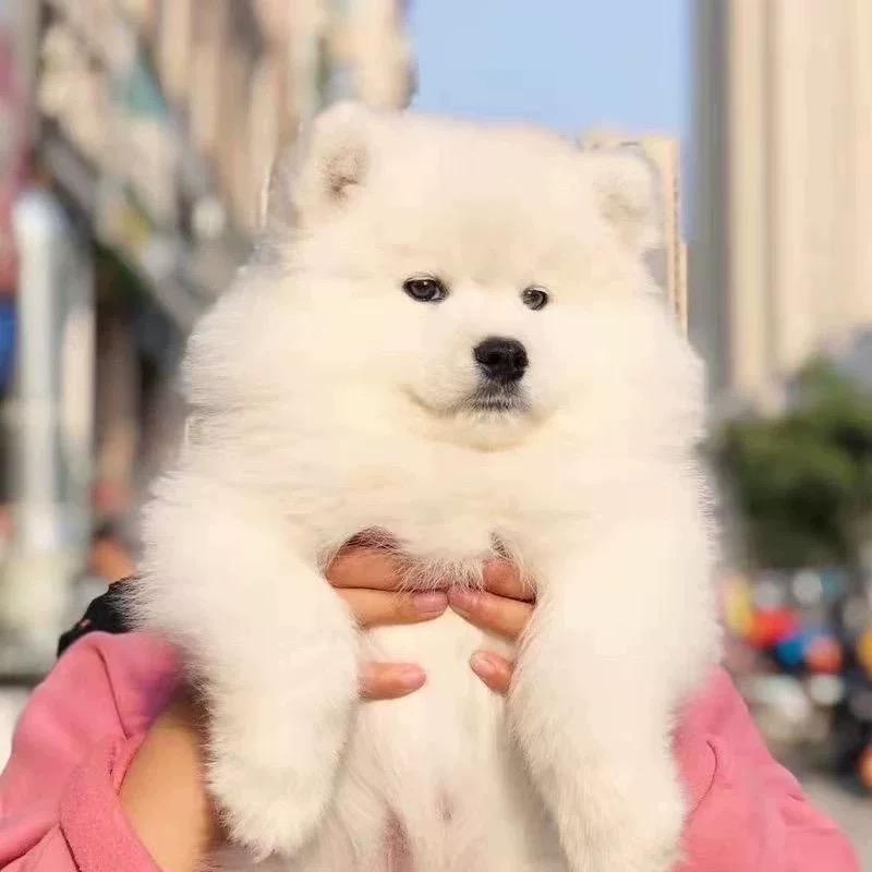 喜哈哈