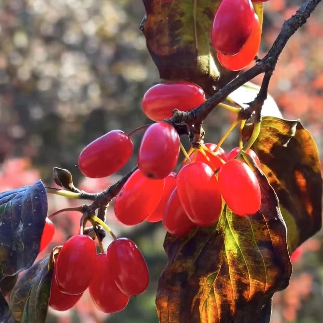 伏牛山茱萸珍品馆