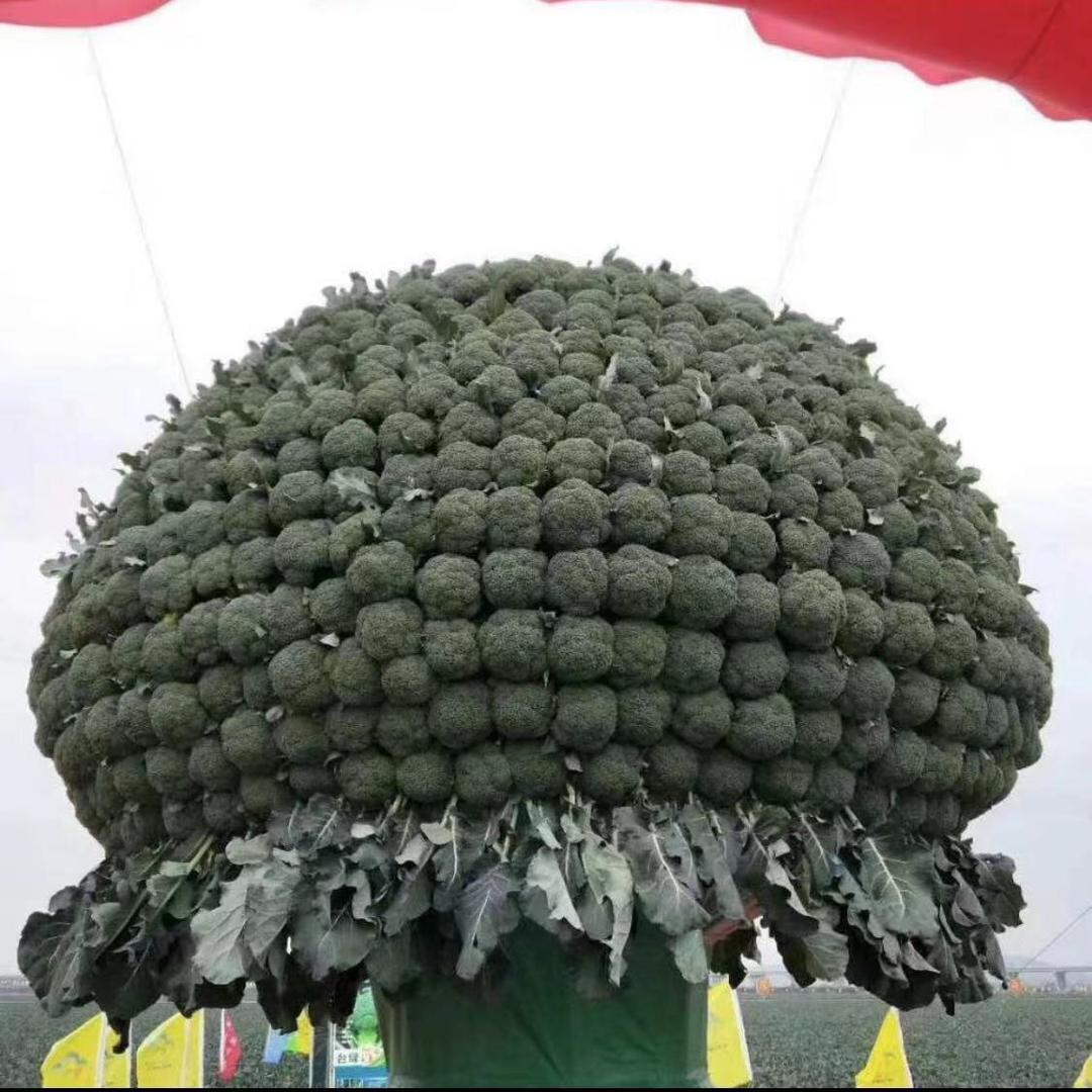 菩提…