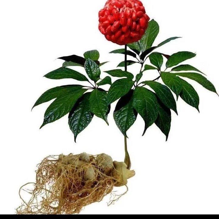 三七哥