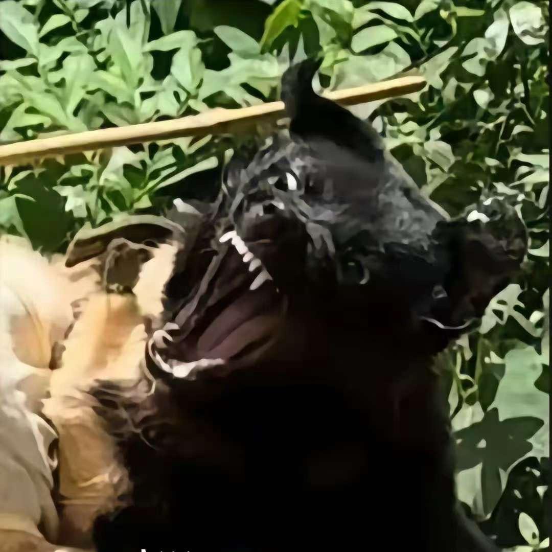 女巫的黑狗