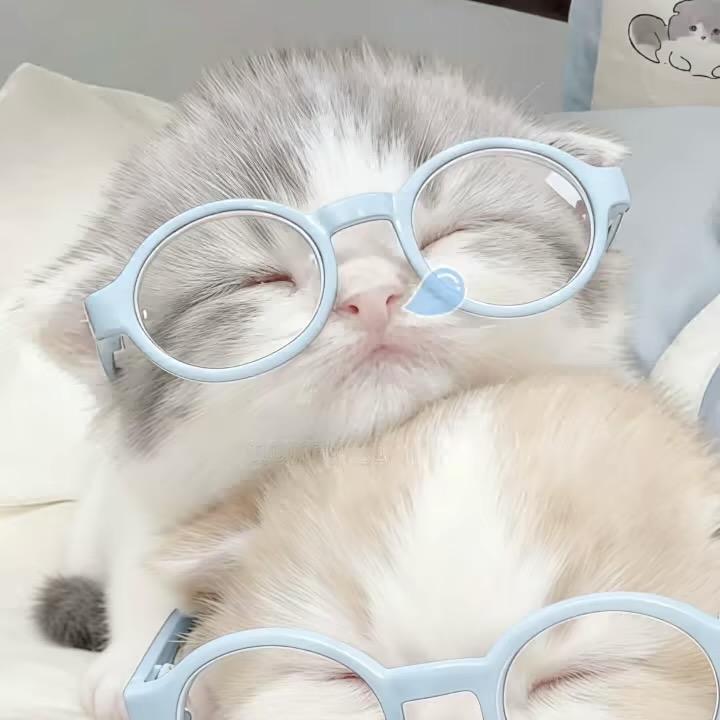 小猫雪信ต