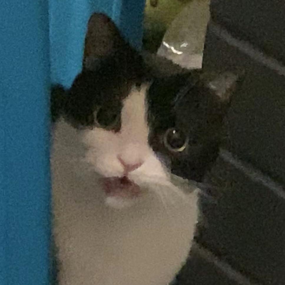 靳