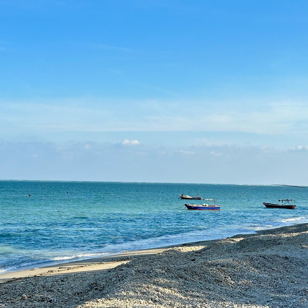 海螺椰
