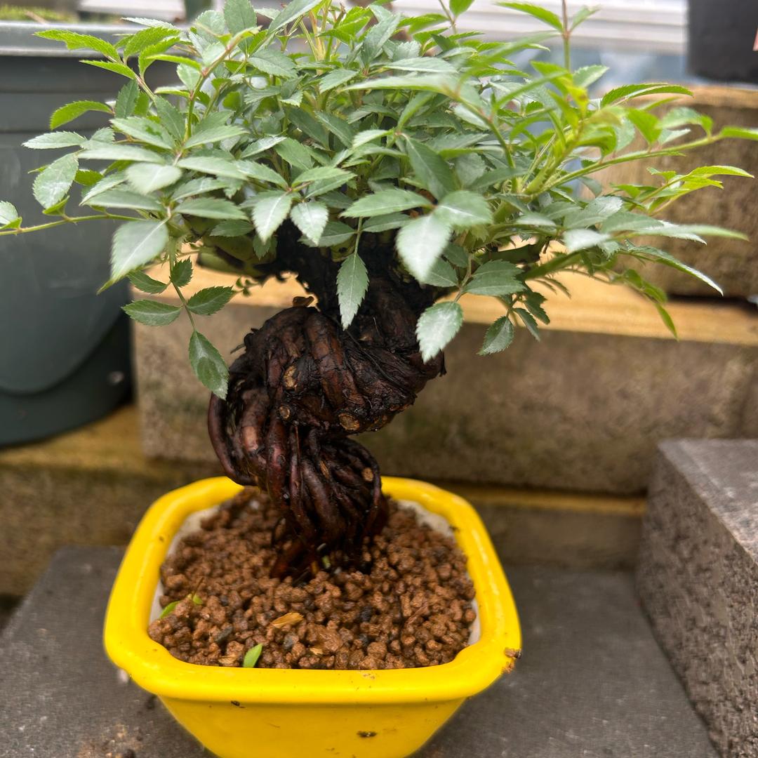 拾源花木好货店
