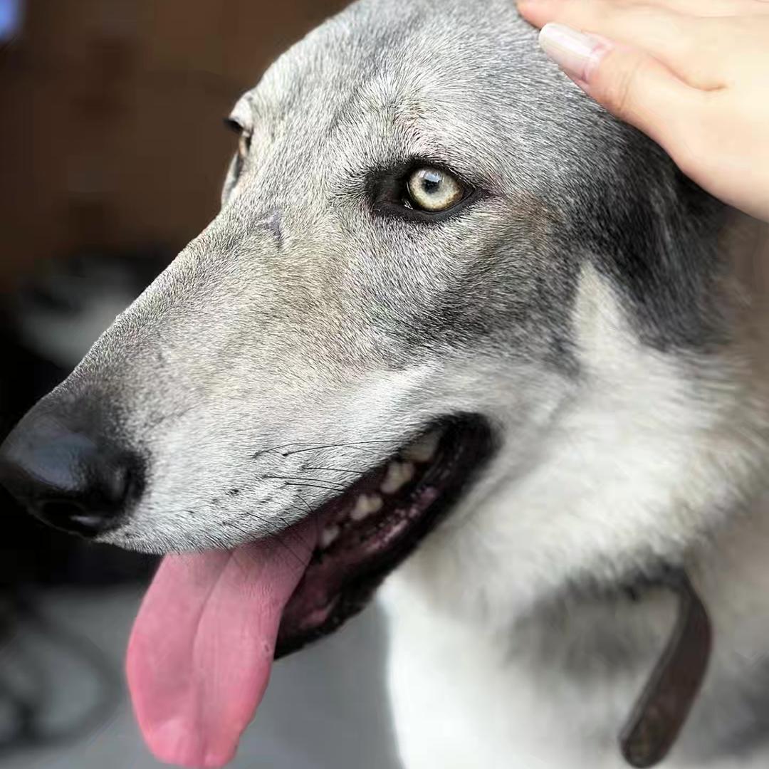 麻雀庄园—捷克狼犬