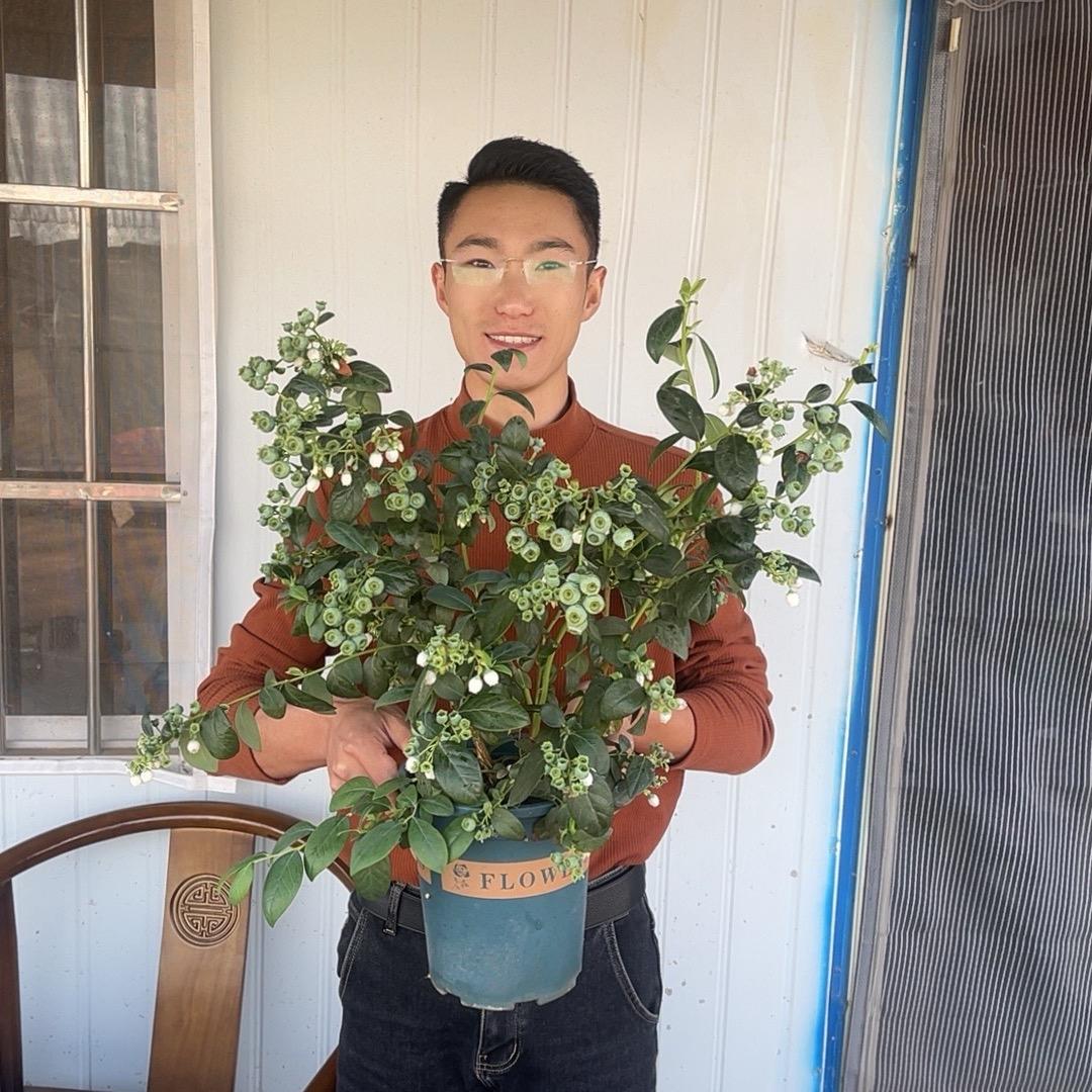 蓝莓园的反骨仔