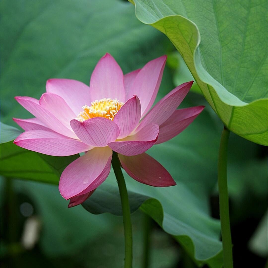 静心禅意