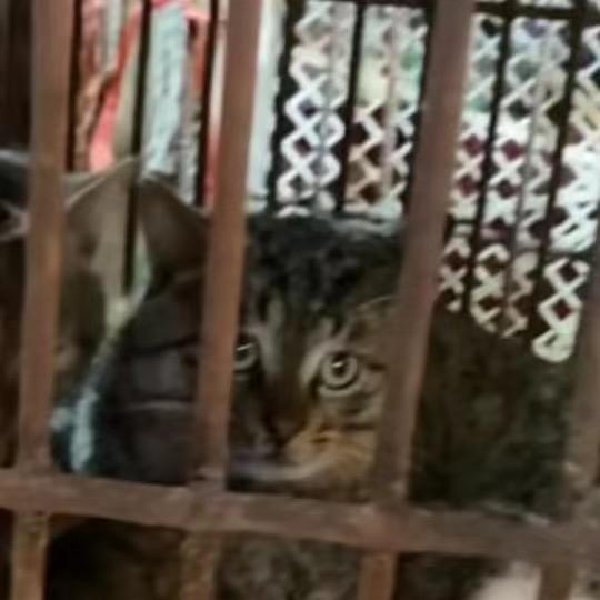 黑猫警长❗️