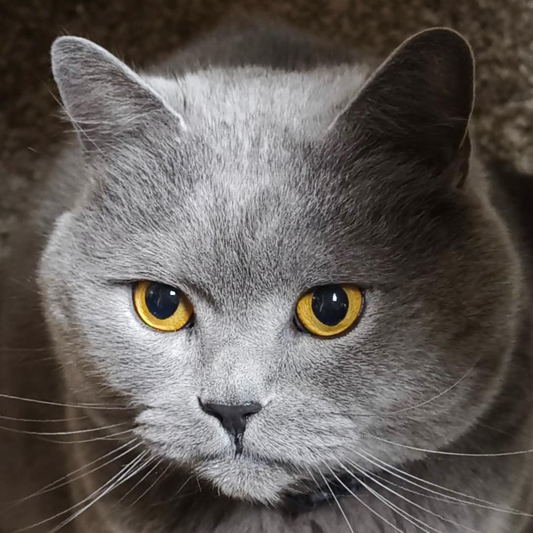 猫哥-抖店运营