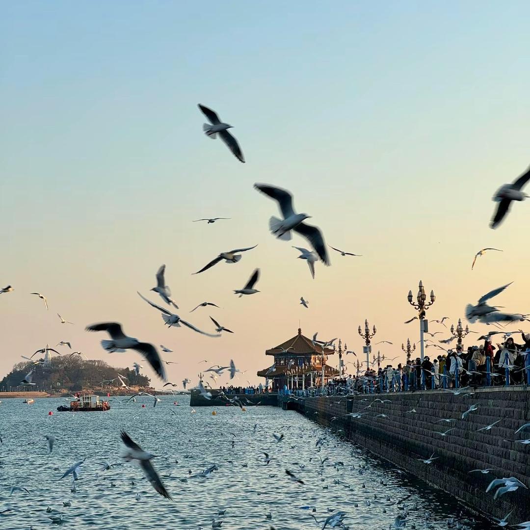 皮蛋ays（三角洲行动）