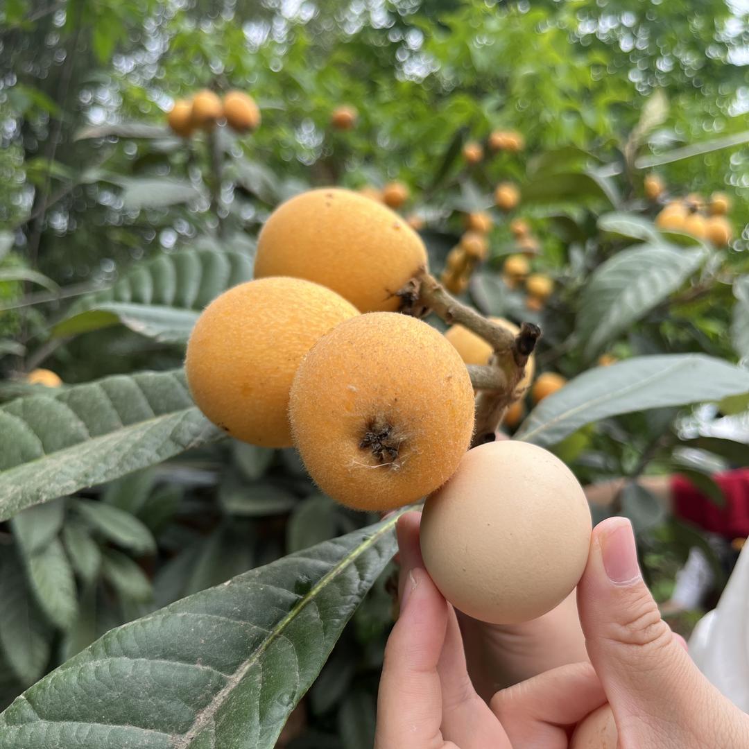 阿波罗果树苗木枇杷大全