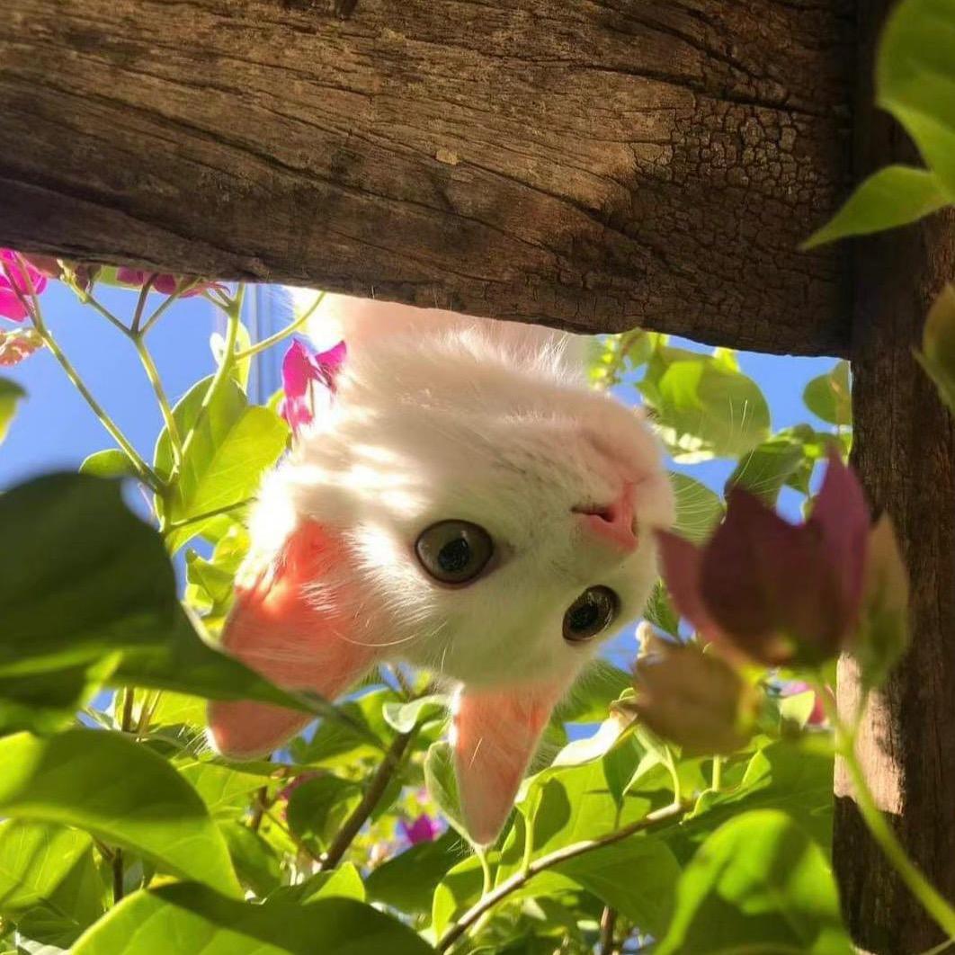 🍏蓝色超跑🧃