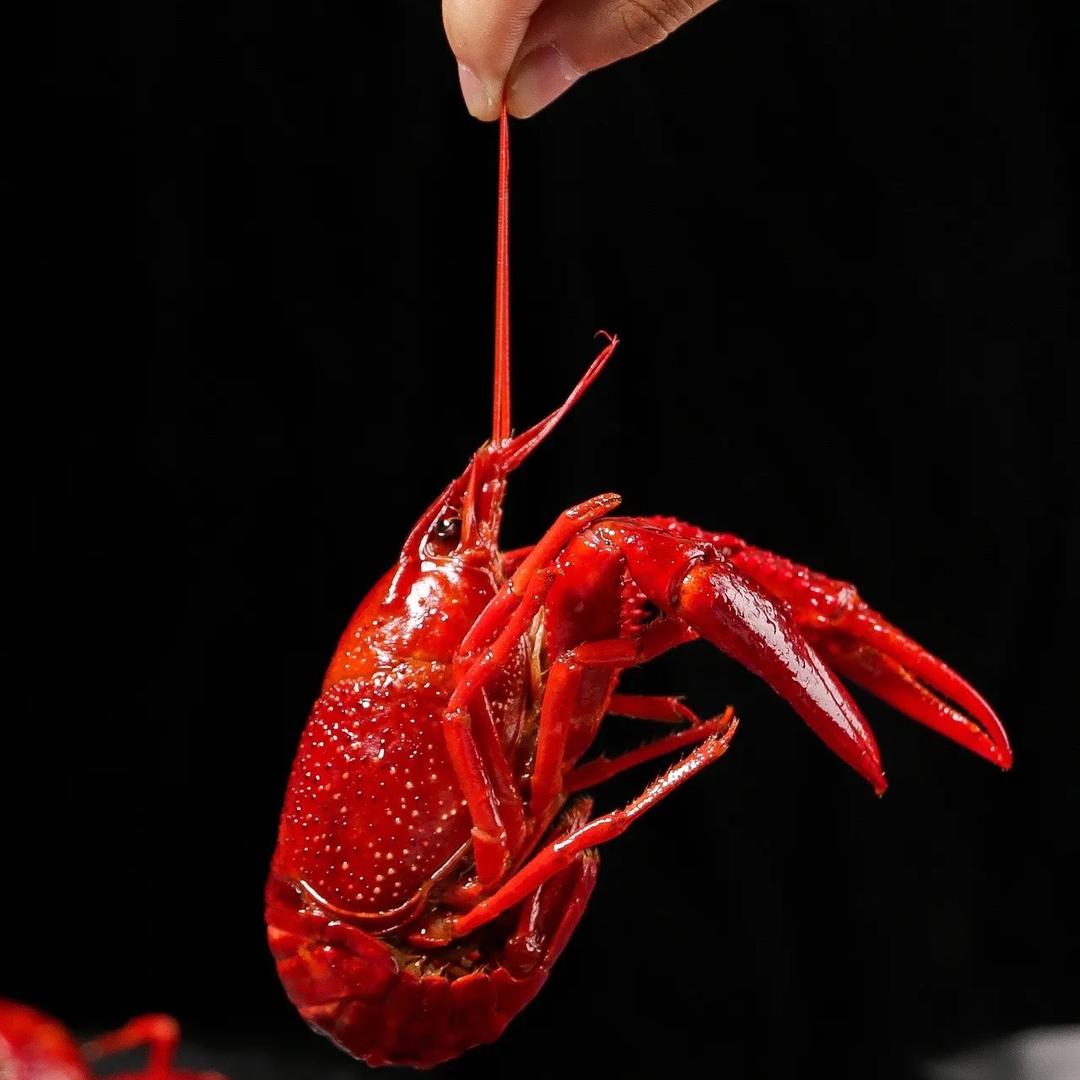 阿水小龙虾零售批发(三亚)