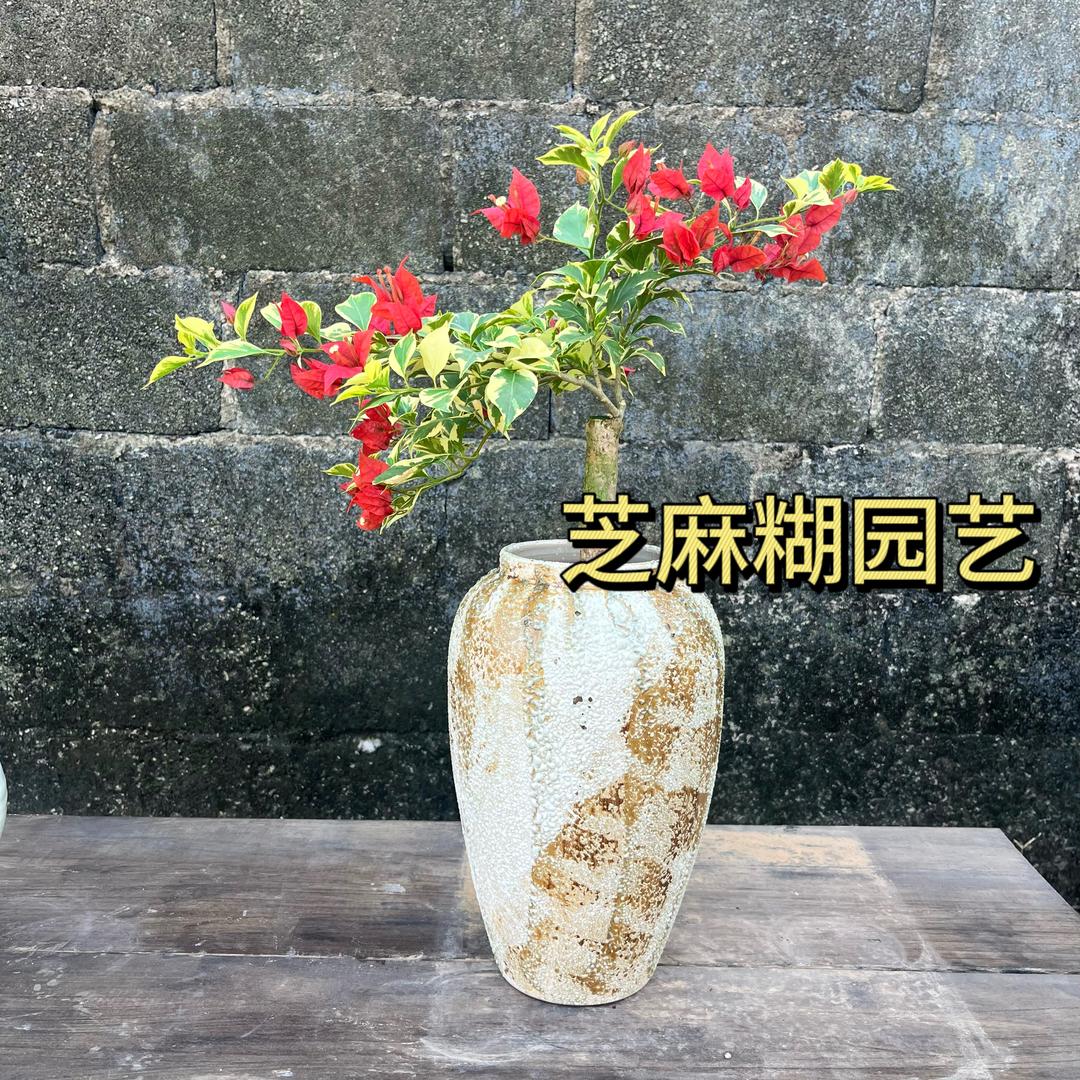 芝麻糊园艺