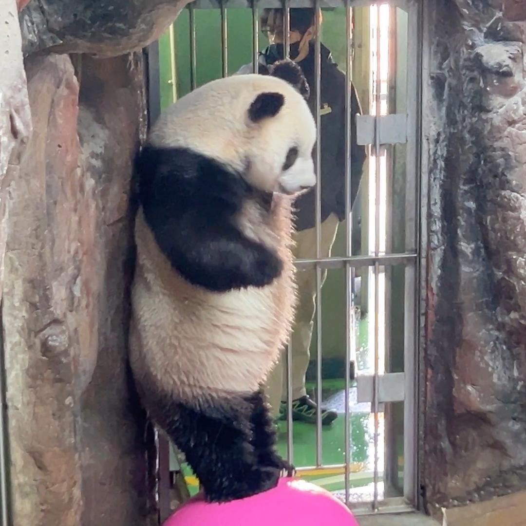 🐼徐萌萌🐼的时光机
