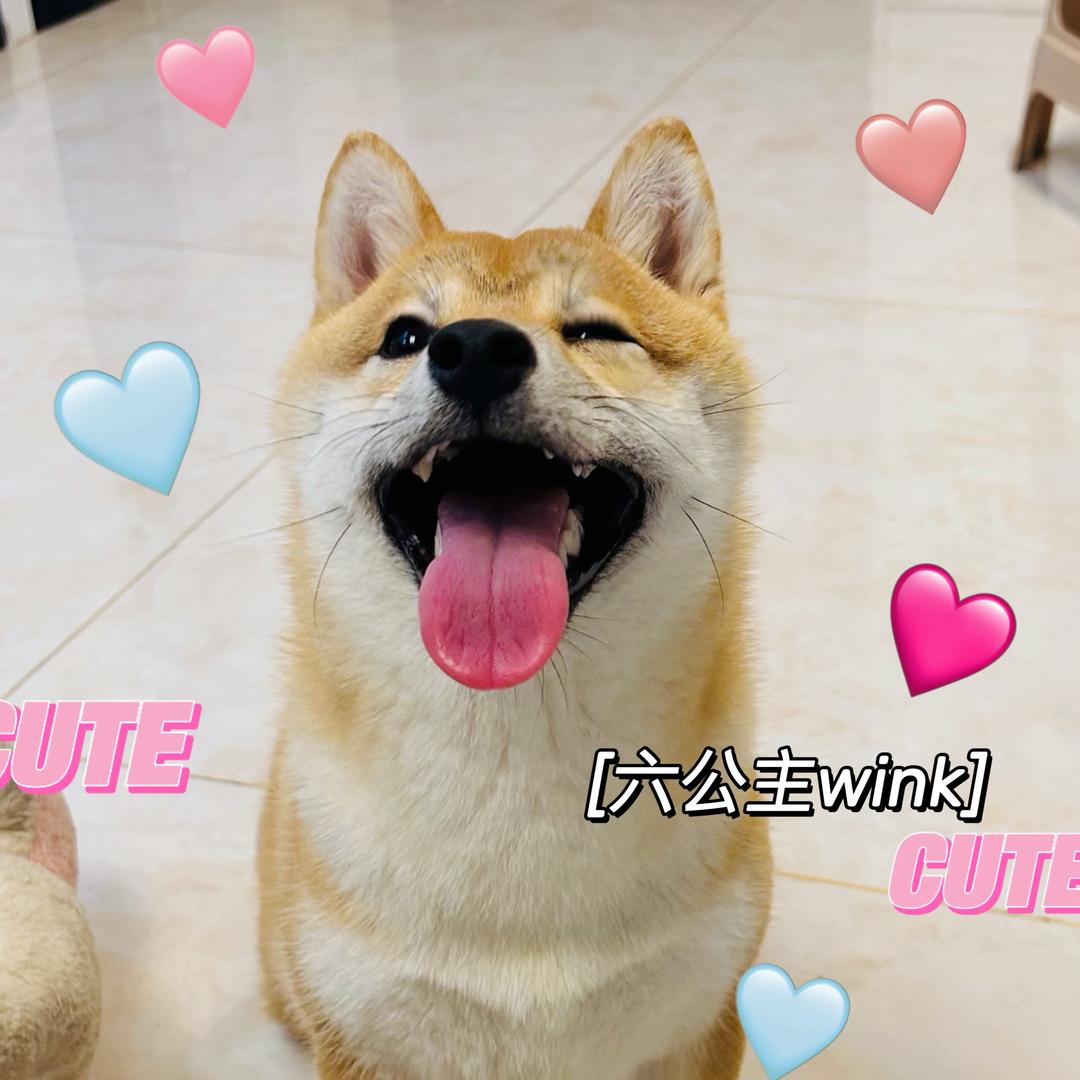 柴六儿