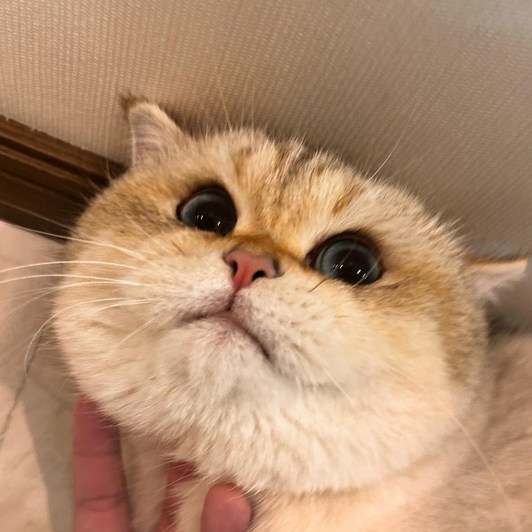 摊