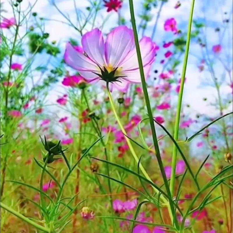 那些花儿