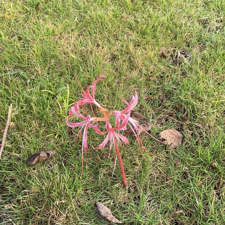 彼岸花开1418