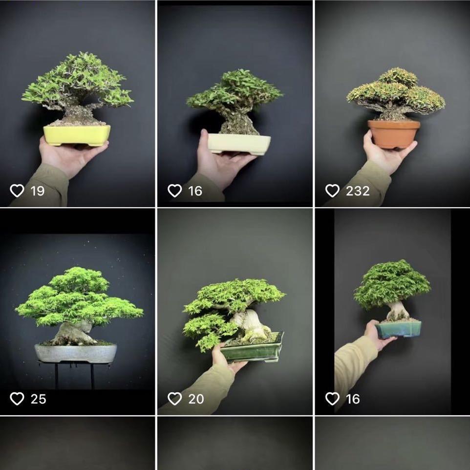 老迪盆栽