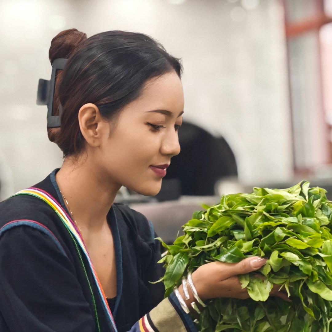 哈尼格格、宝马茶五