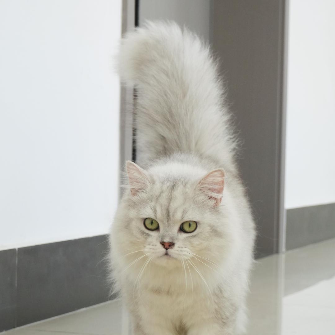 多米不米🐾老黑不黑