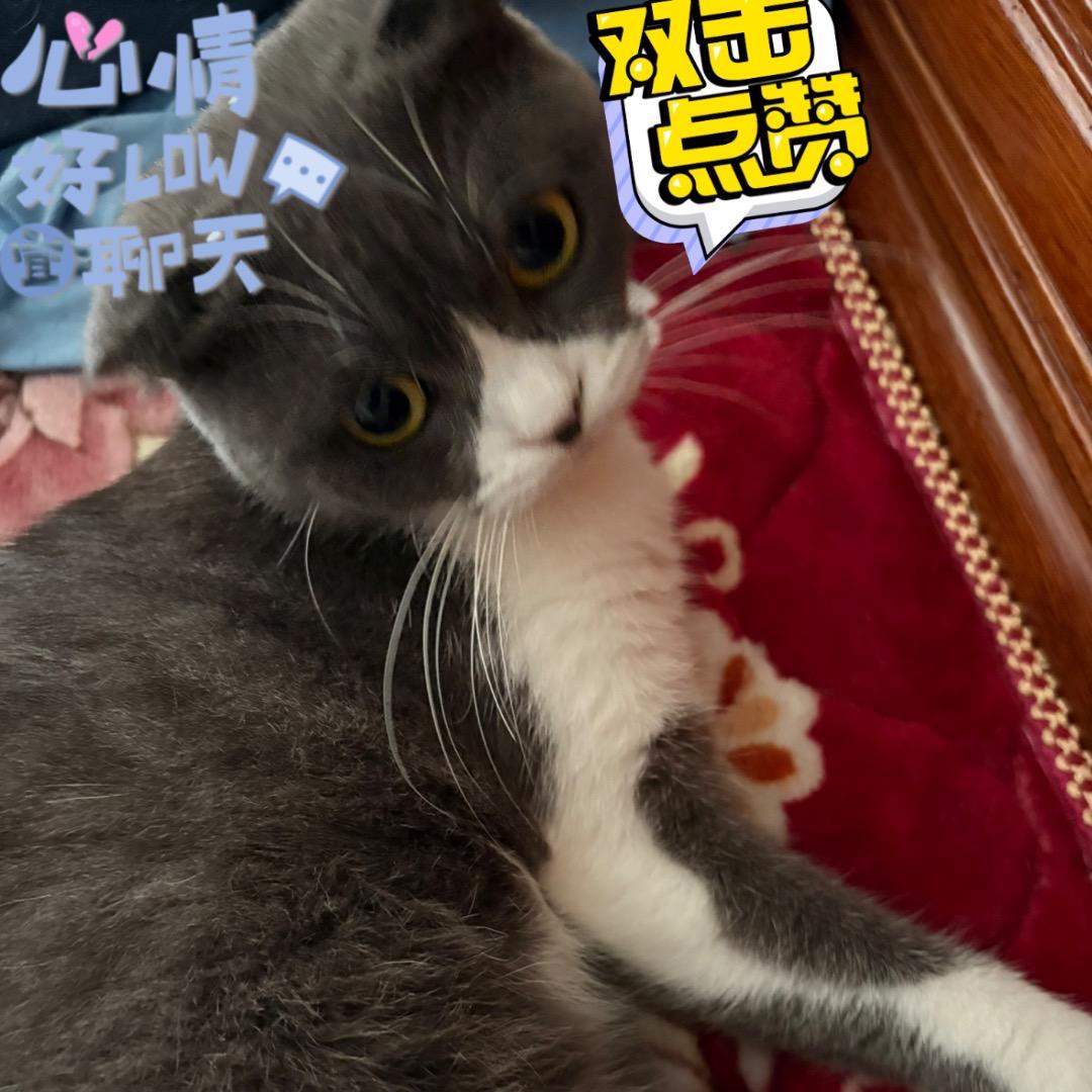 小鱼刺猫