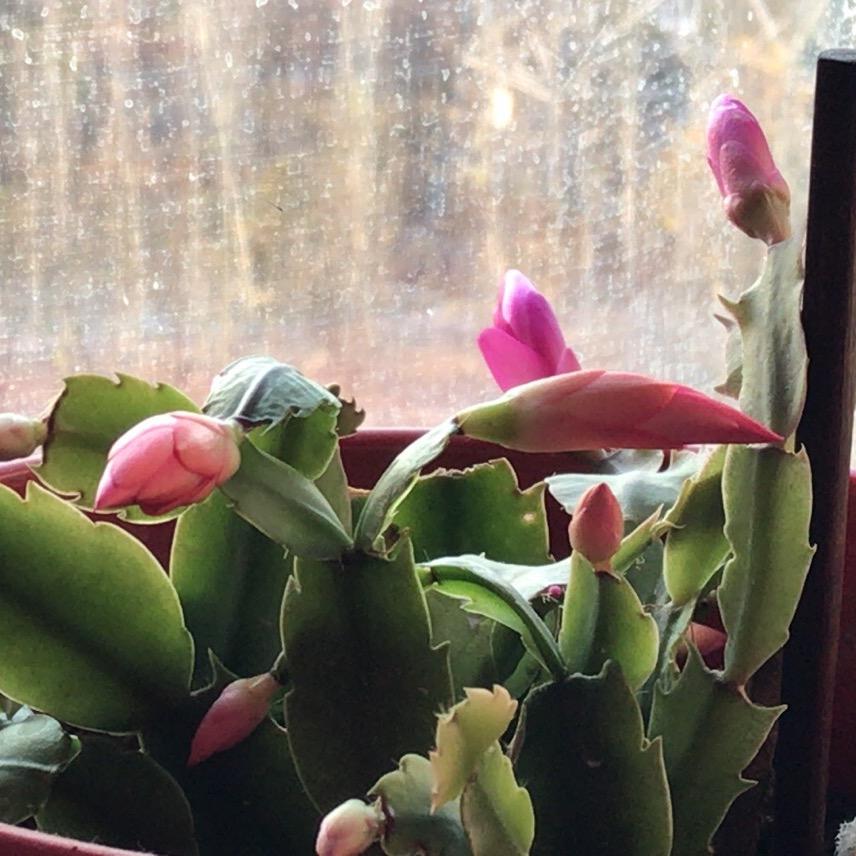 风清云淡