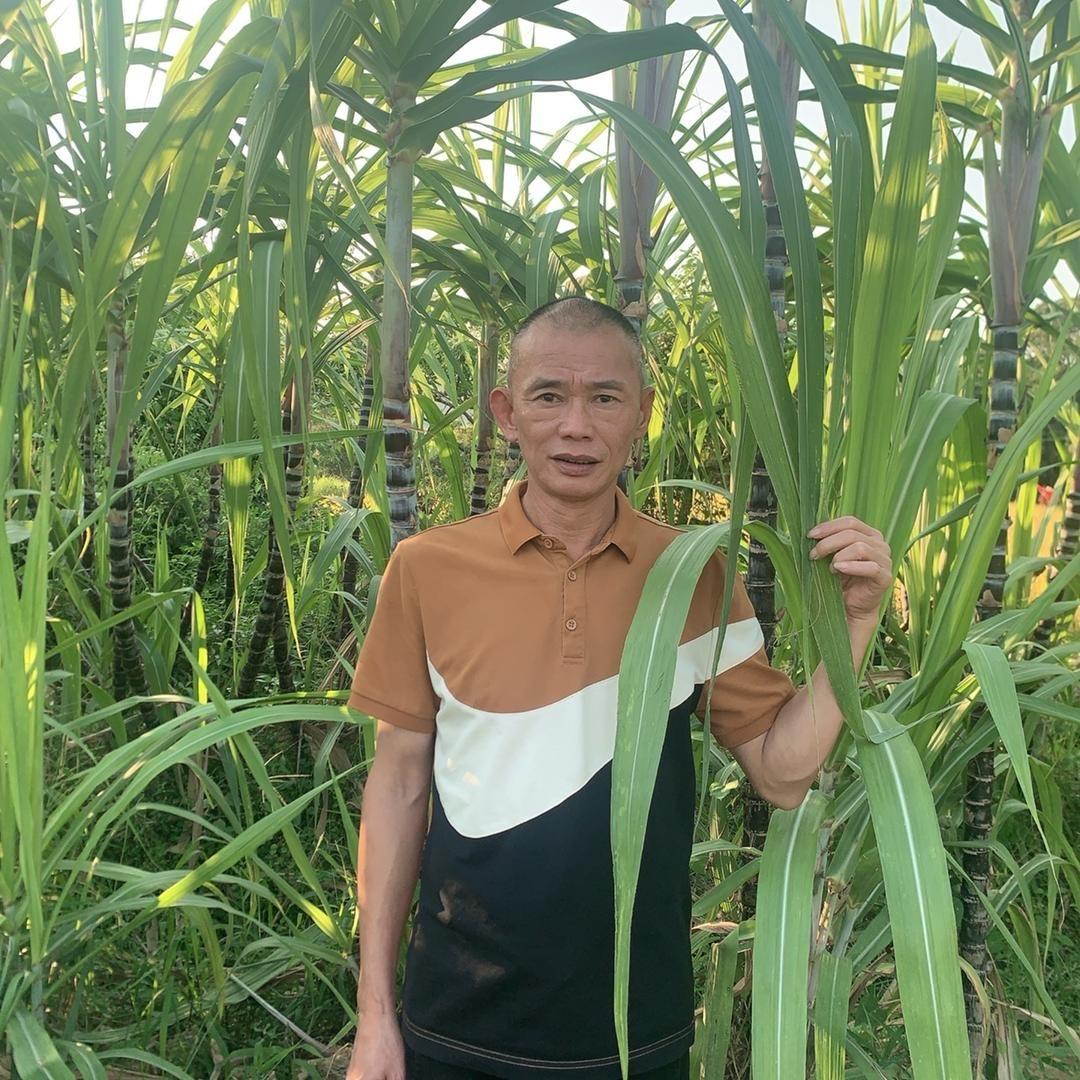 达叔柴火棕