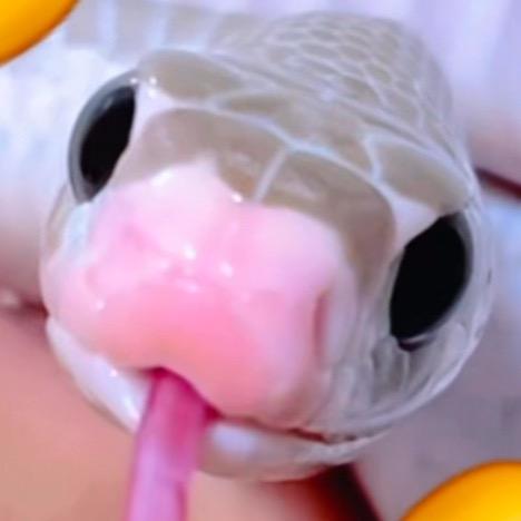 🌈开塞露摆烂工作室🐍