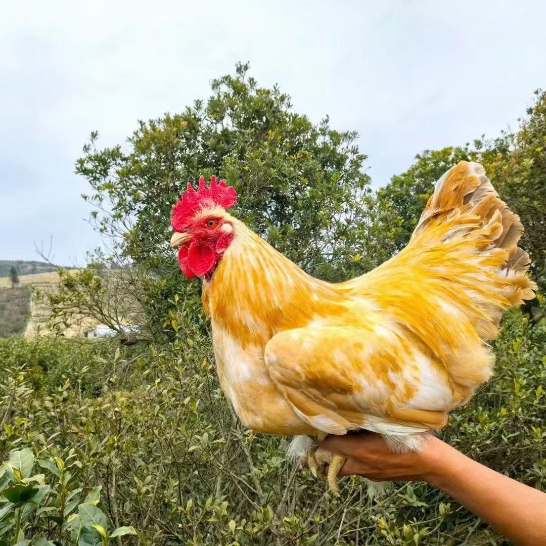 高山养殖场🐔