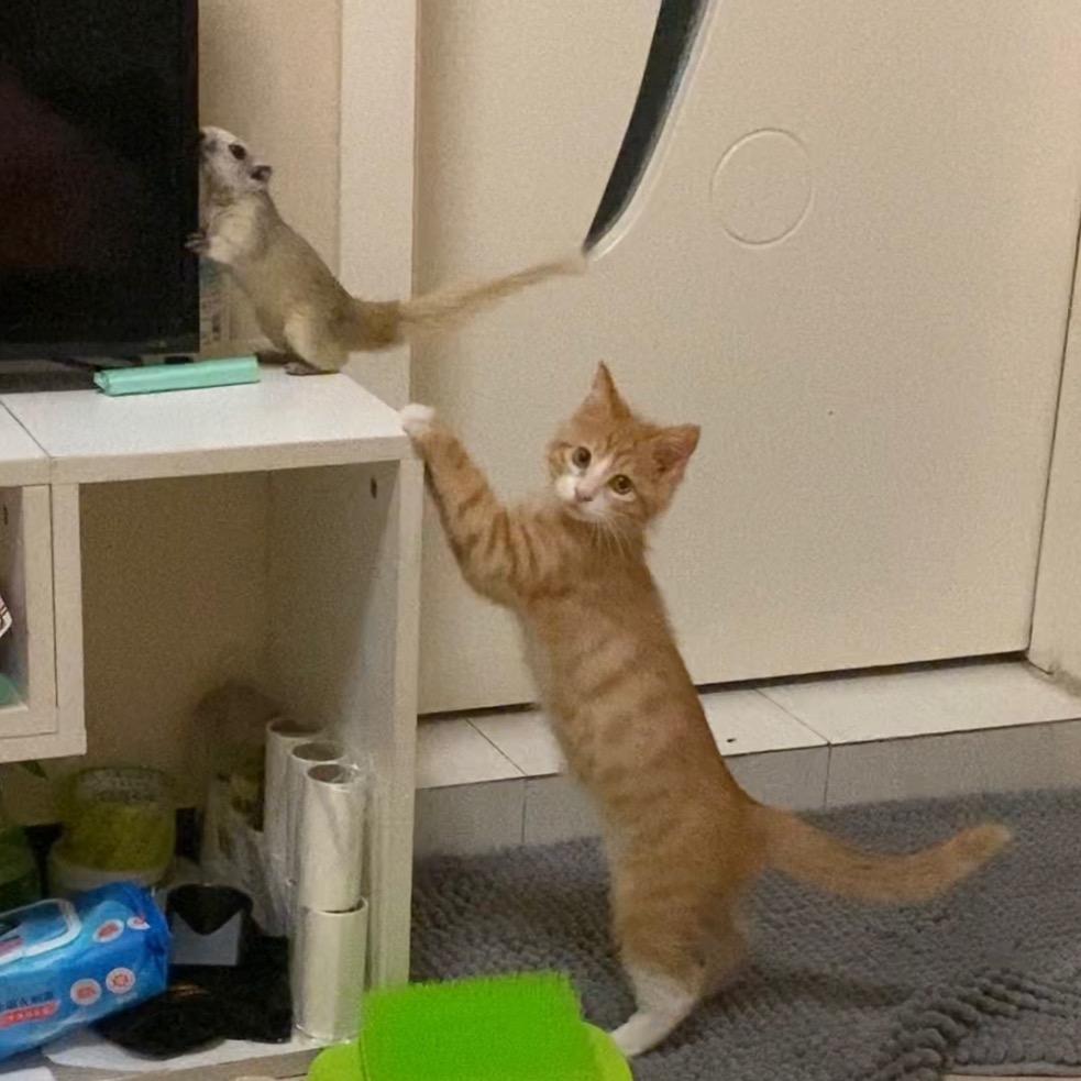 Z愤怒的猪