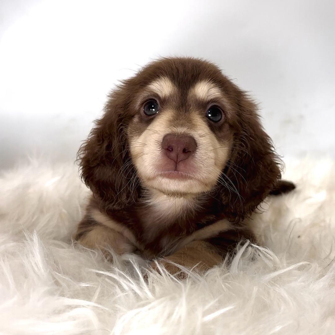 东大宠物长毛腊肠