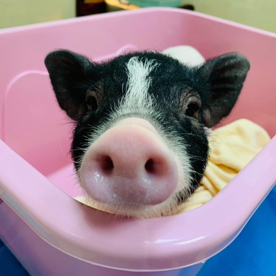 嘟嘟的快乐生活