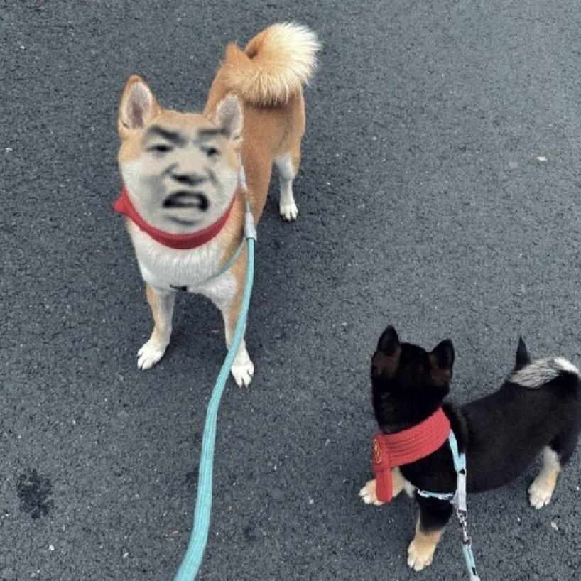 朝阳是朝不是朝