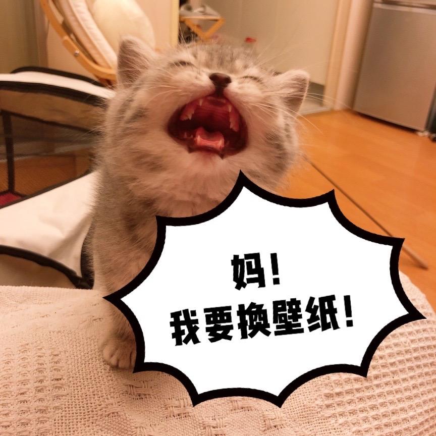 敦敦壁纸小铺