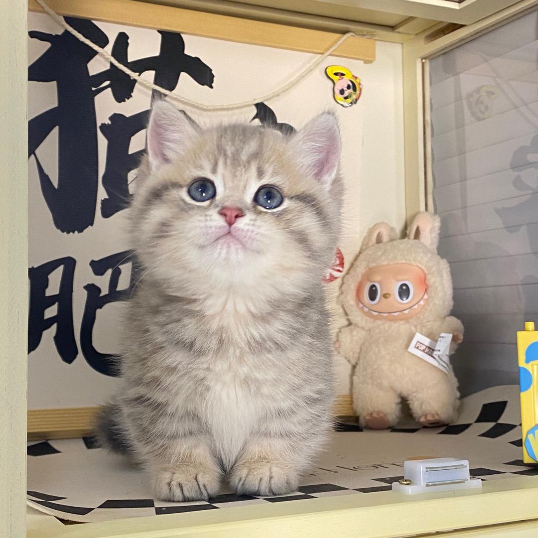 莎莎酱的猫屋