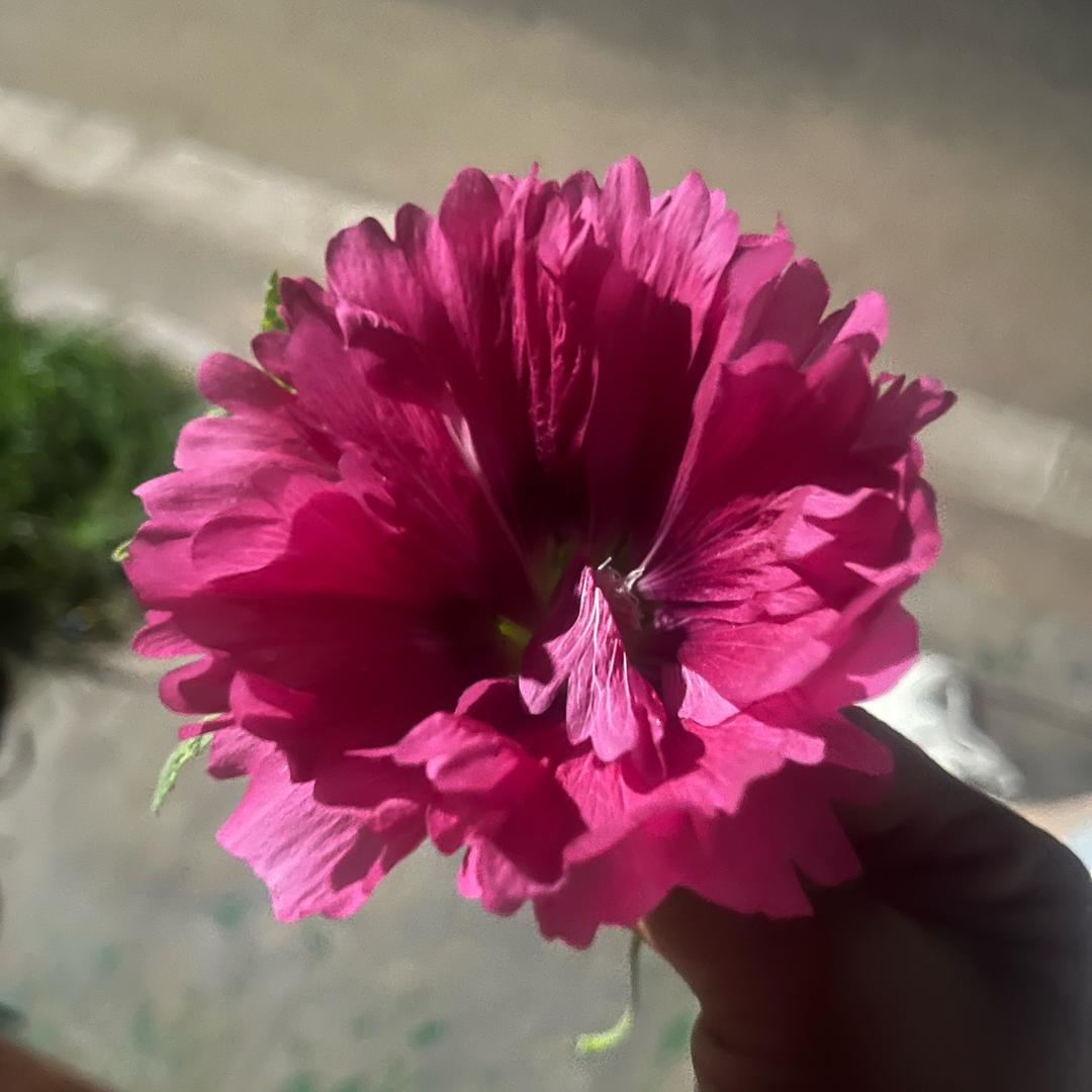 蒲公英