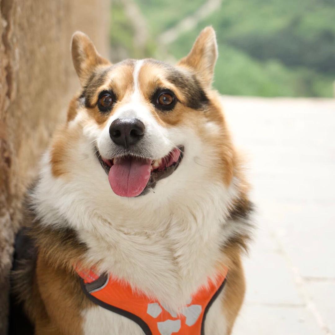 柯基小太阳迷惑生活