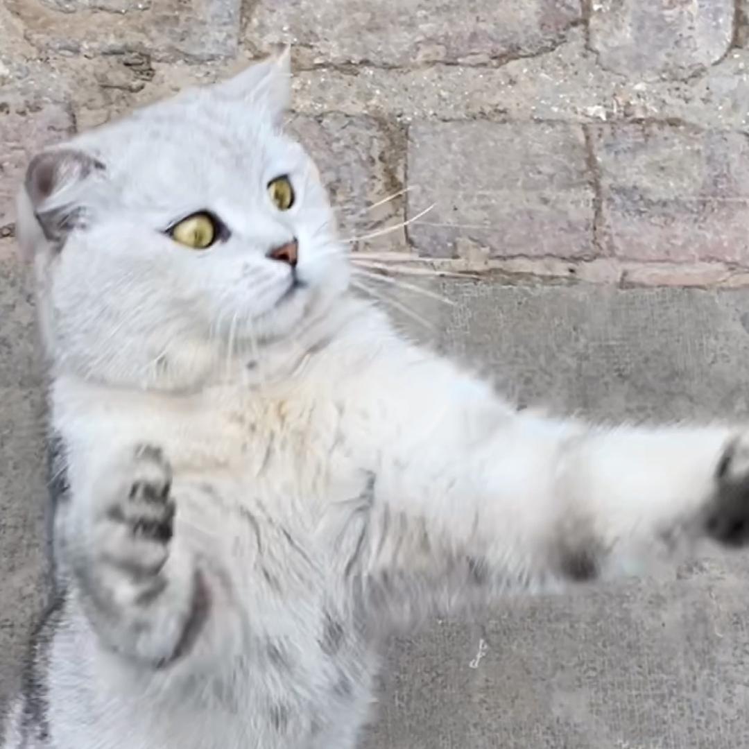 爱养猫德先生