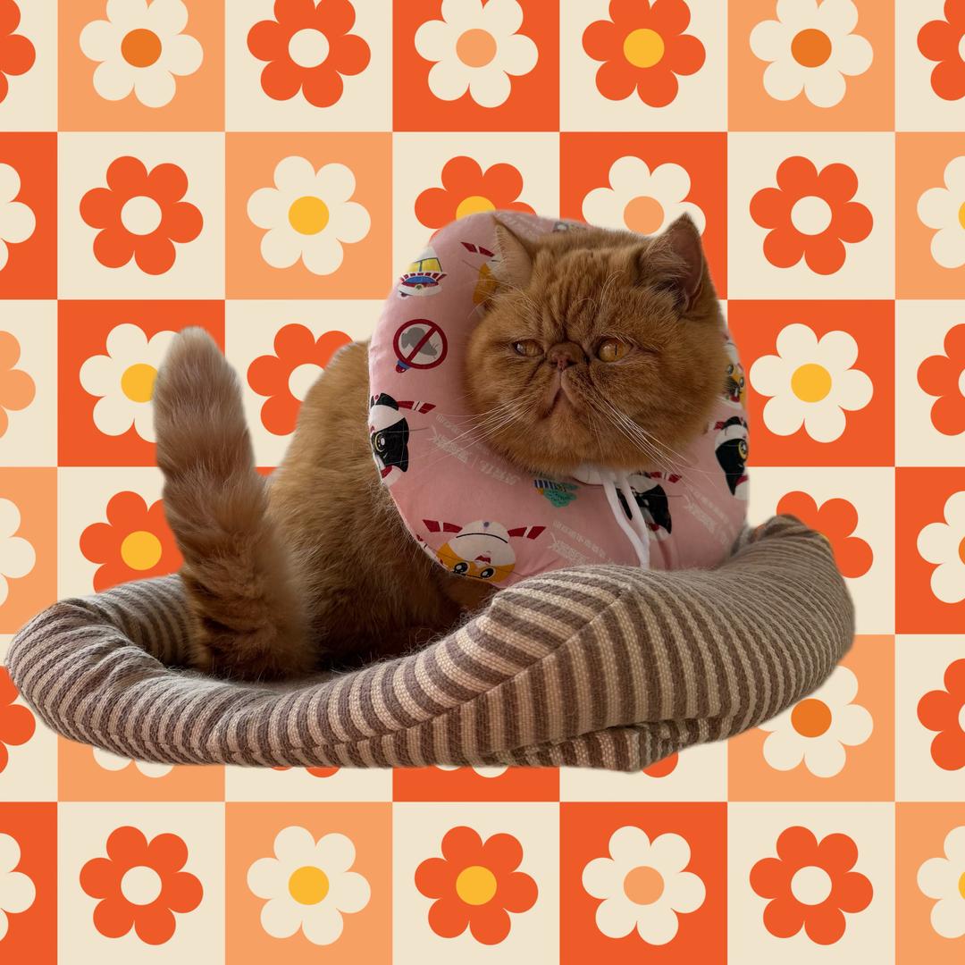 大脸猫是大美妞🩷gd &💜jj