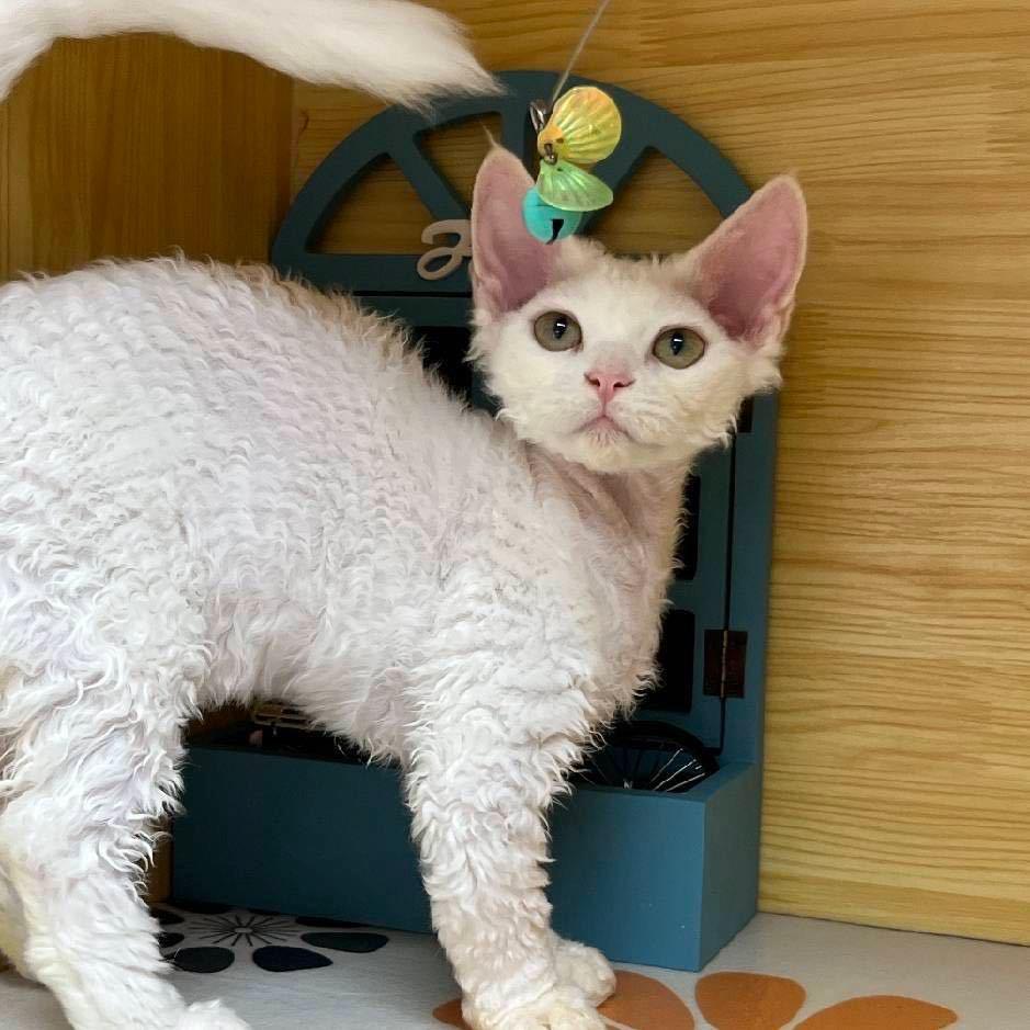 小智家德文猫