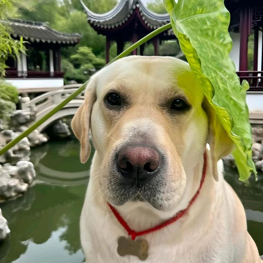 耶利亚.