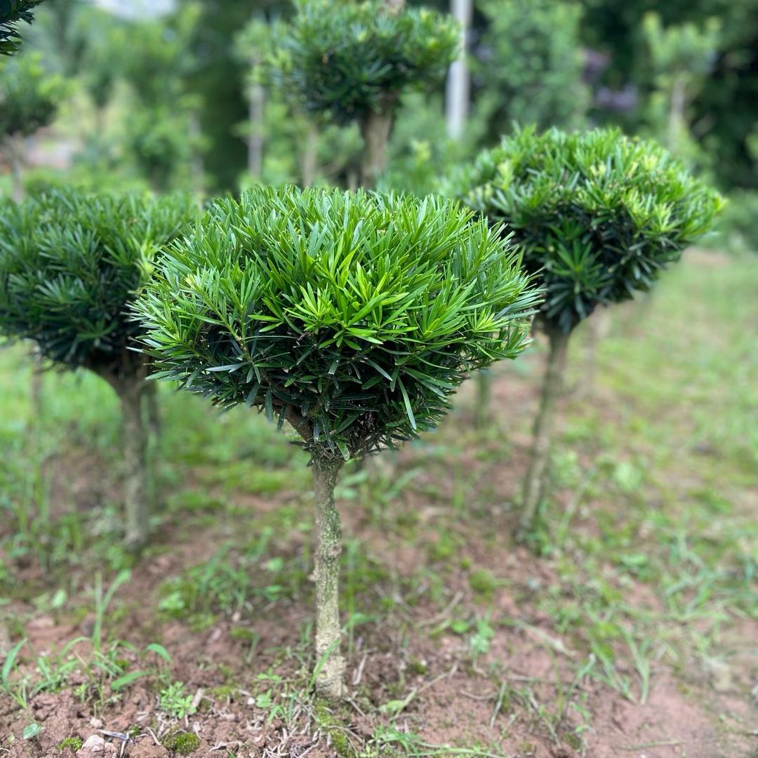 花偶园艺罗汉松佛肚竹