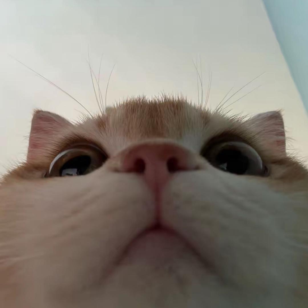 猫咕