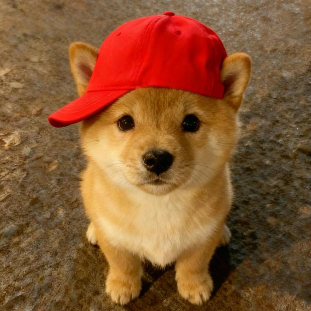 比巴卜