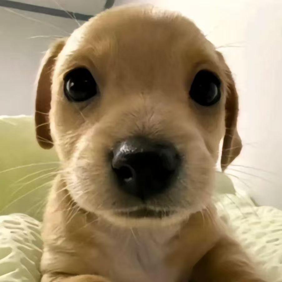 小付